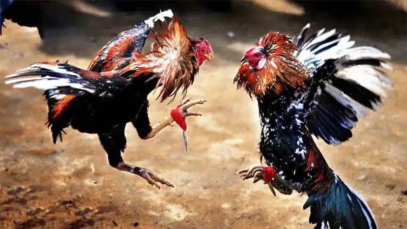 Gà bướm là gì? Giải mã bí ẩn trong giới đá gà cùng XIN88